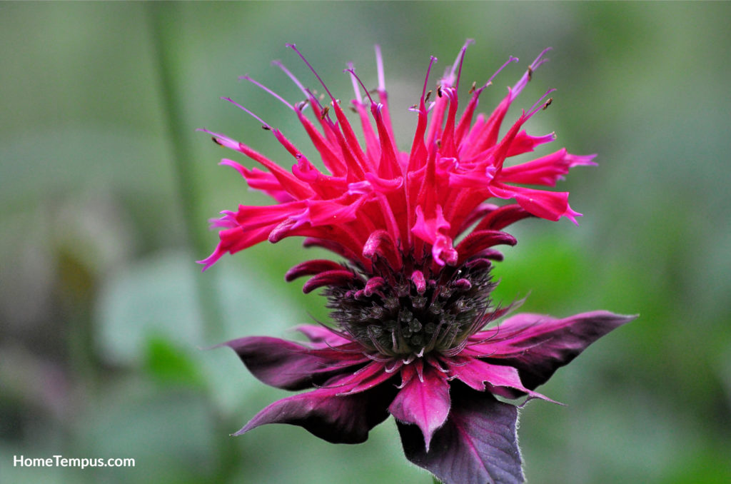 Bee Balm Flower - Flowers that start with B