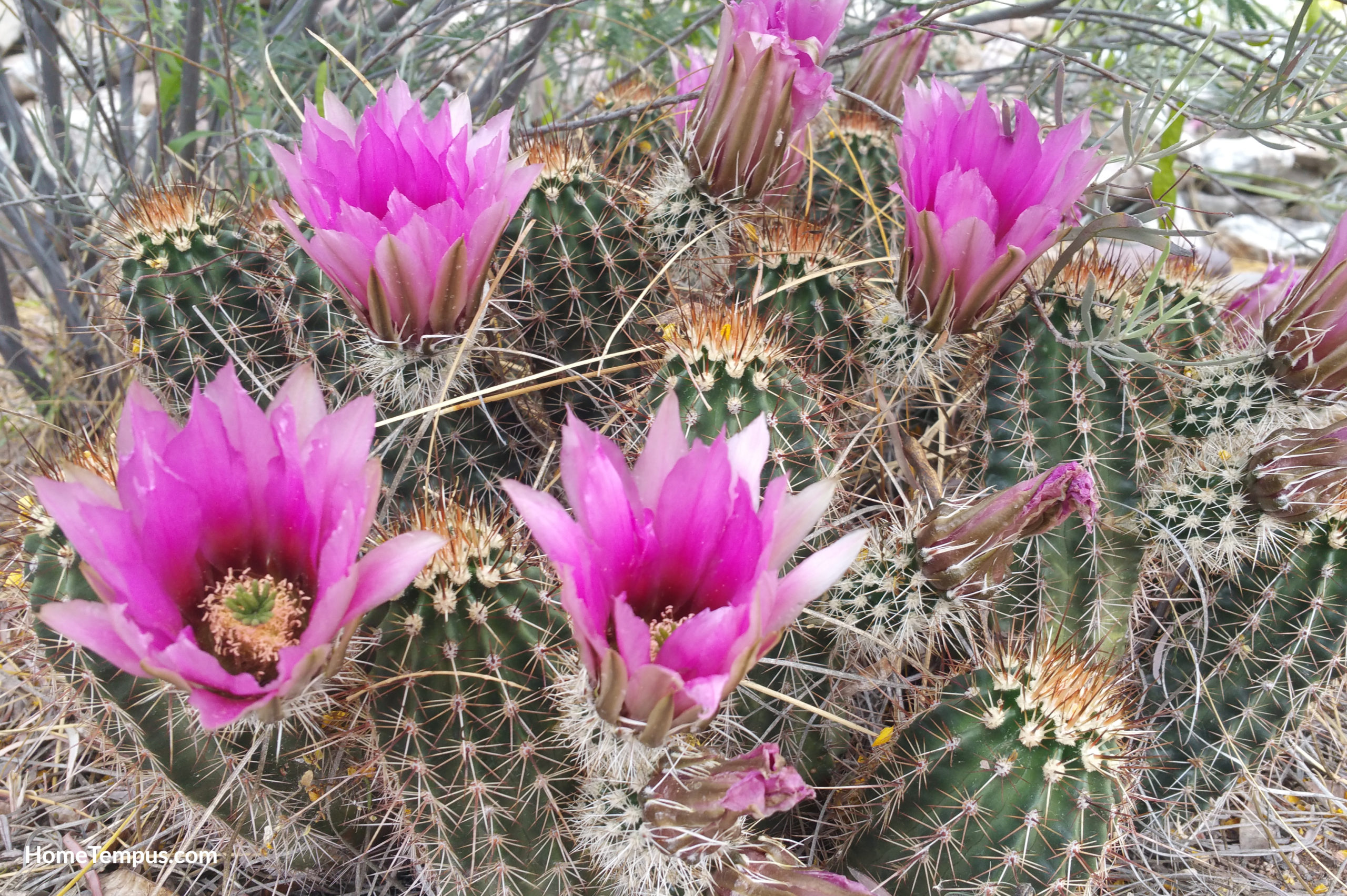 Calico Cactus flower(Echinocereus engelmannii)