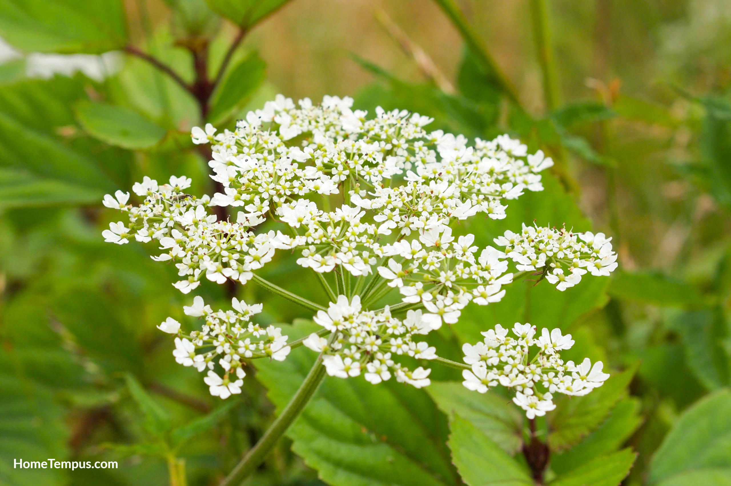 Flowers That Start with C, Cow Parsley (Anthriscus sylvestris)