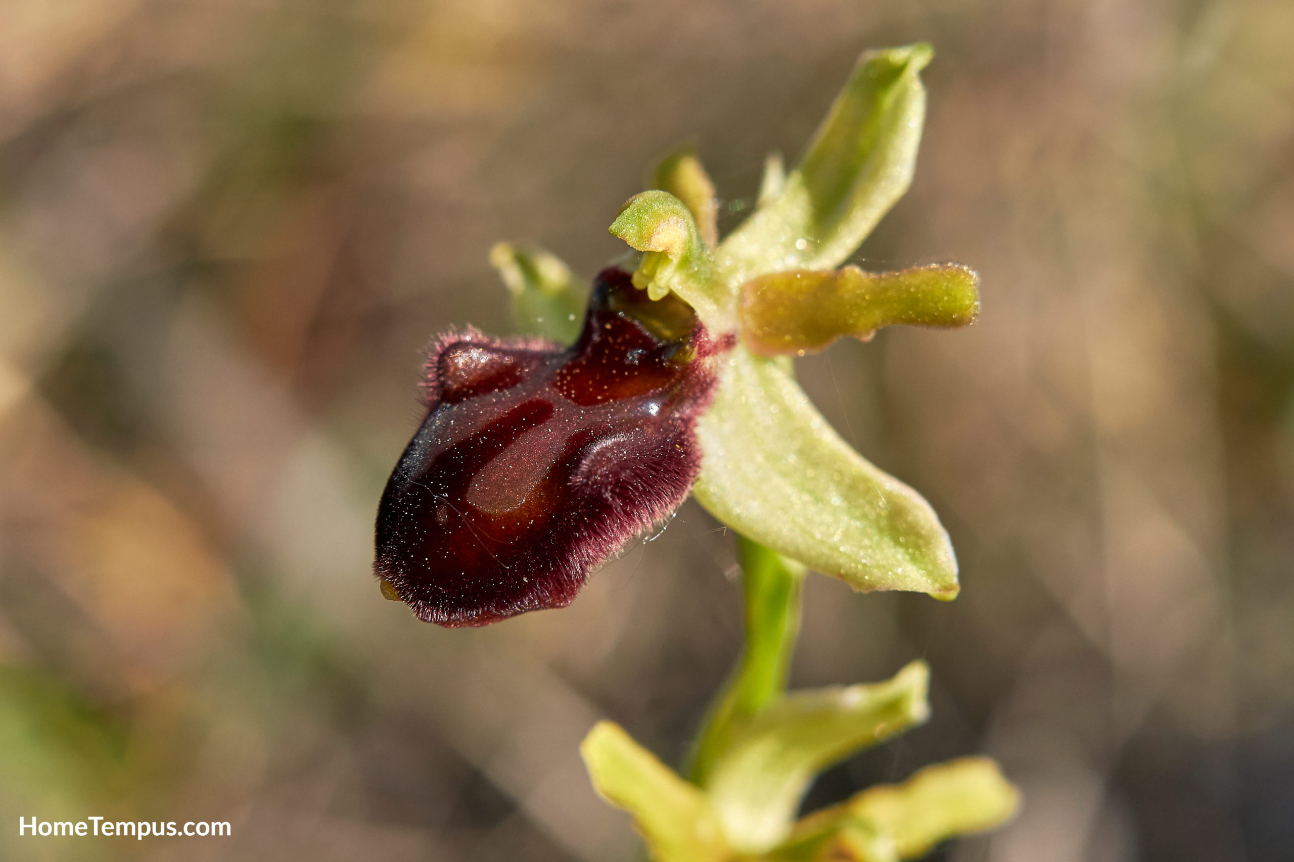 Early-spider orchid (Ophrys sphegode) flowers that start with E