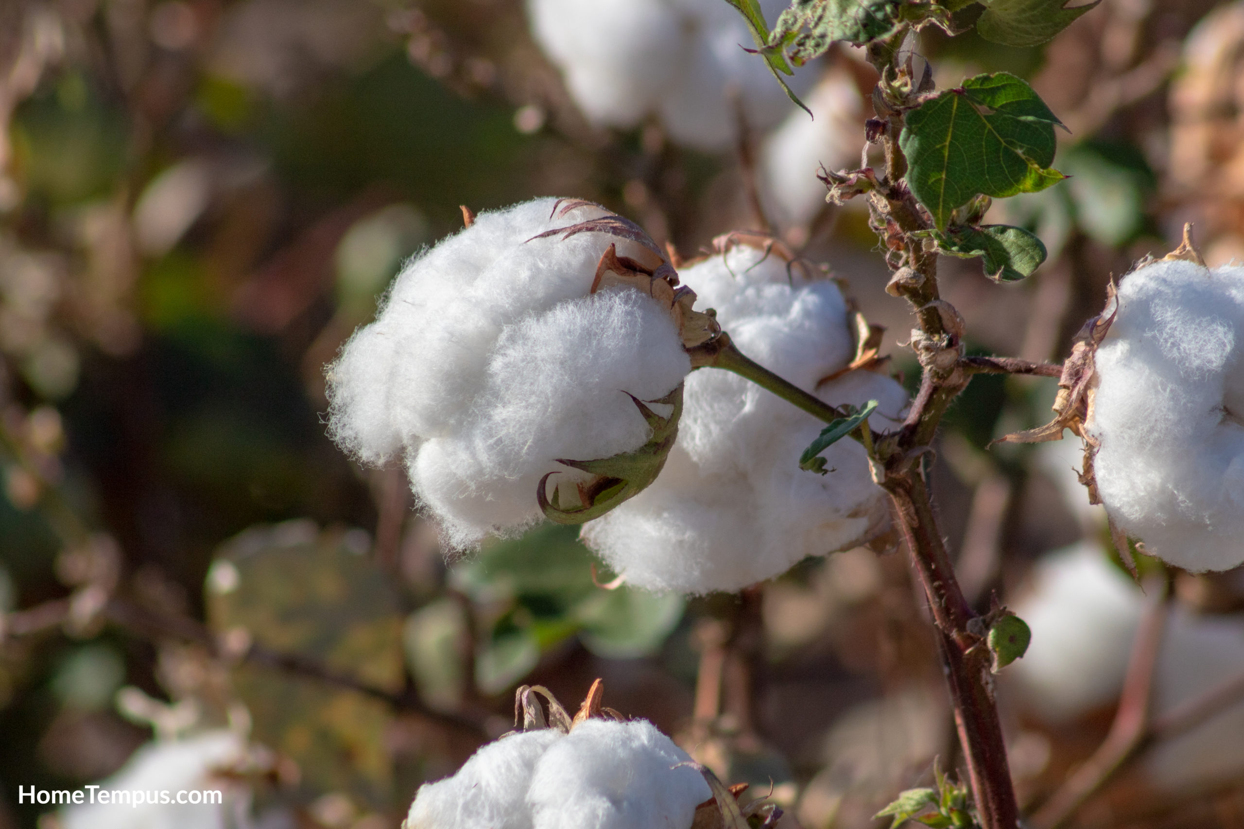 Egyptian cotton (Gossypium barbadense)