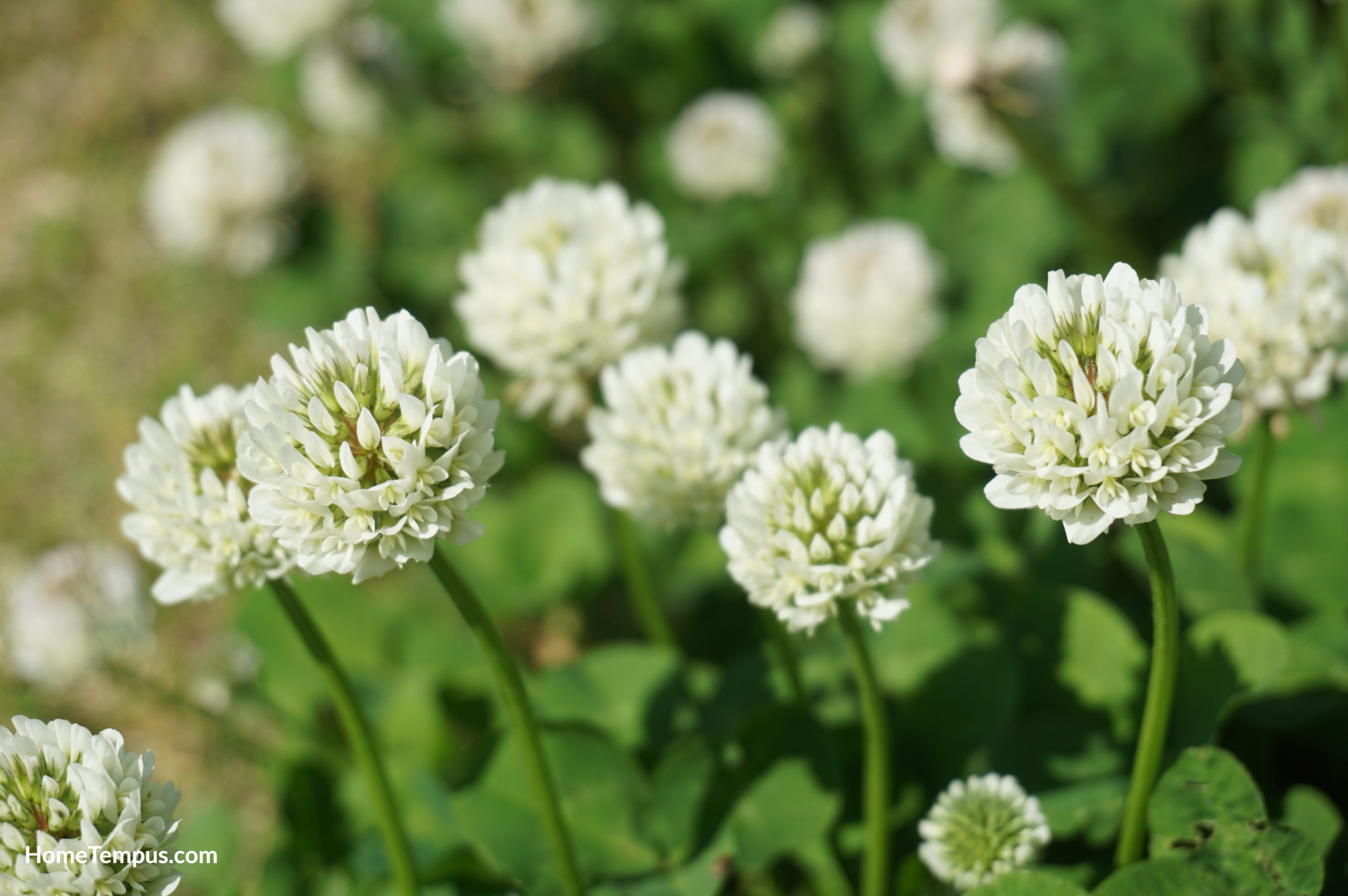 Flowers That Start with C, Clover (Trifolium repens)