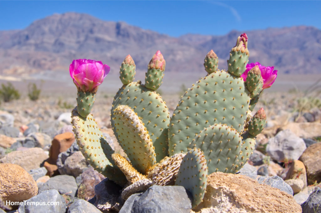 Flowers that start with B - Beavertail Cactus