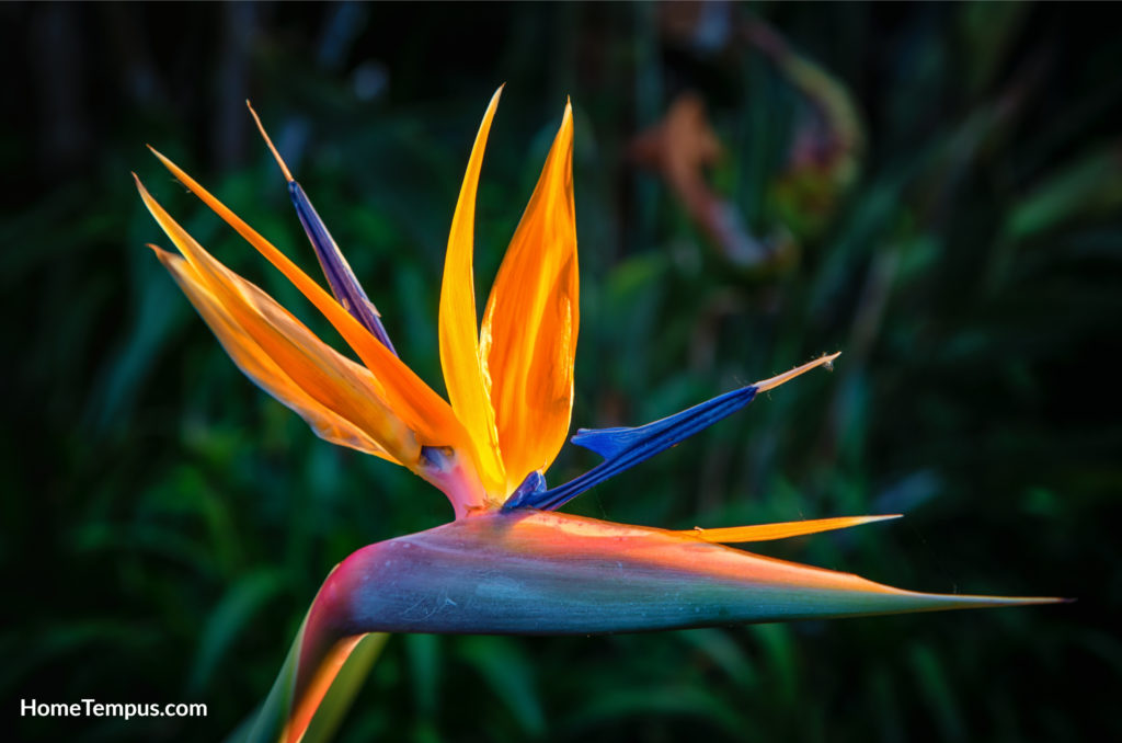 Flowers that start with B - Bird of Paradise Plant