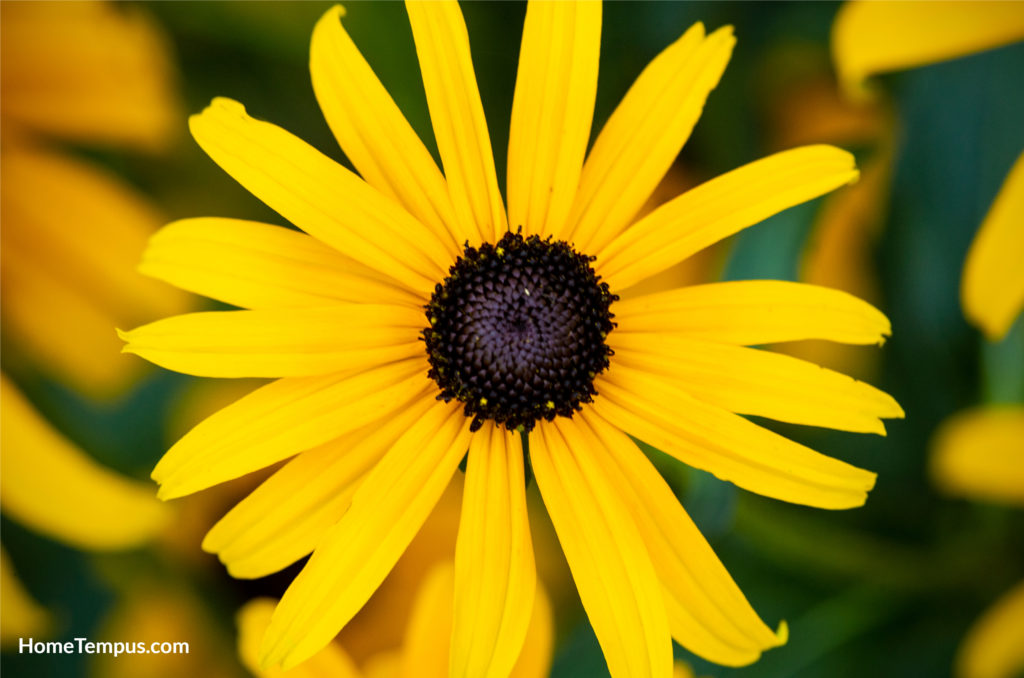 Flowers that start with B Black Eyed Susan