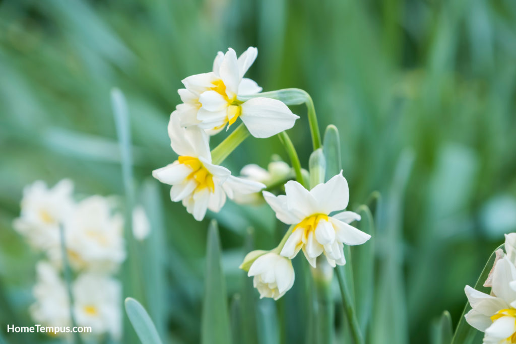 Flowers that start with N - Narcissus