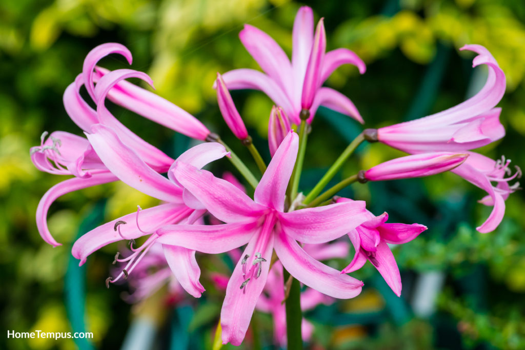 Flowers that start with N - Nerine