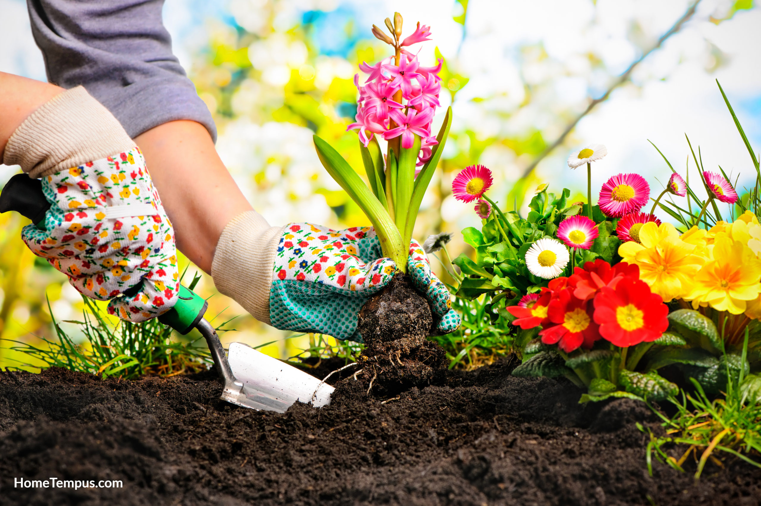 Gardeners hands planting flowers that start with C