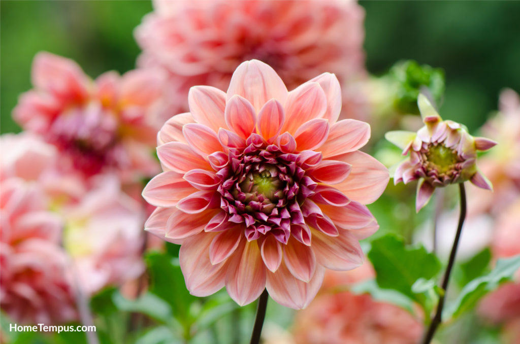 Group of pink Dahlia flowers in the garden.