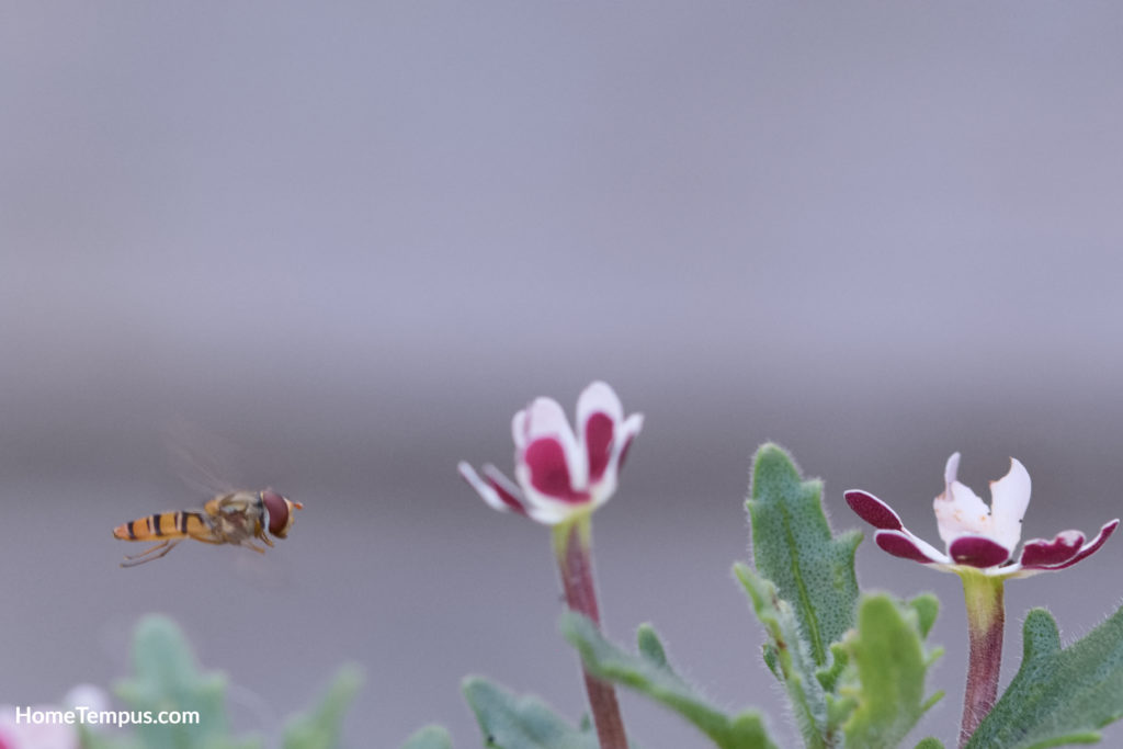 Hover fly flying to a night phlox
