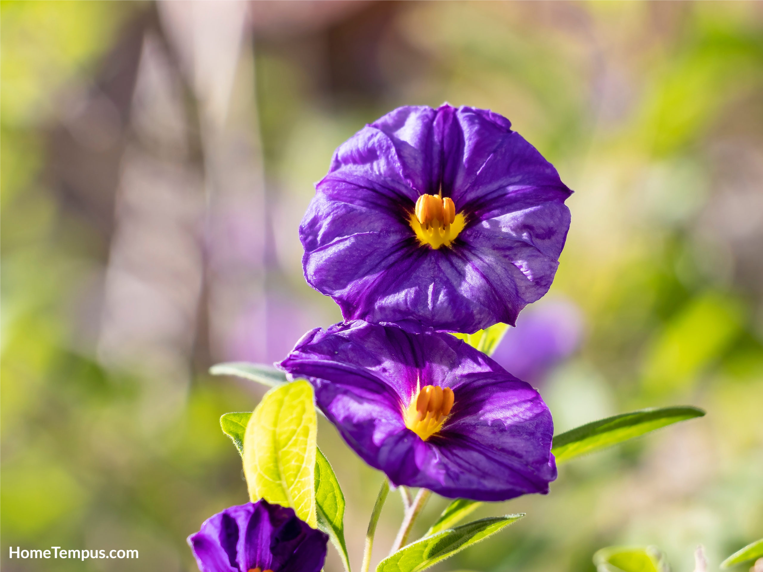 Lycianthes rantonnetii, the blue potato bush or Paraguay nightshade - flowers that start P