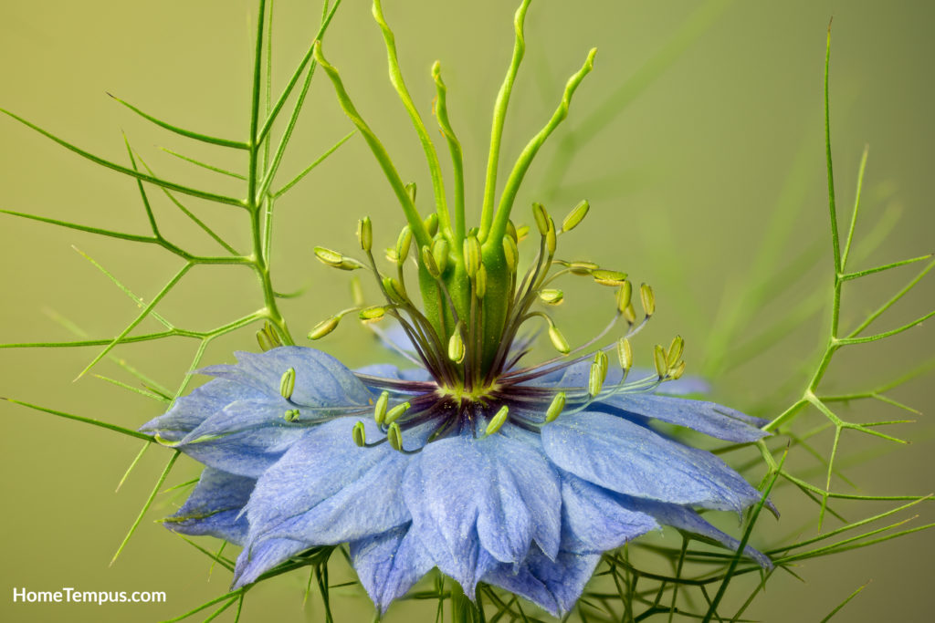 Macro view of love-in-a-mist flower (Nigella damascena)