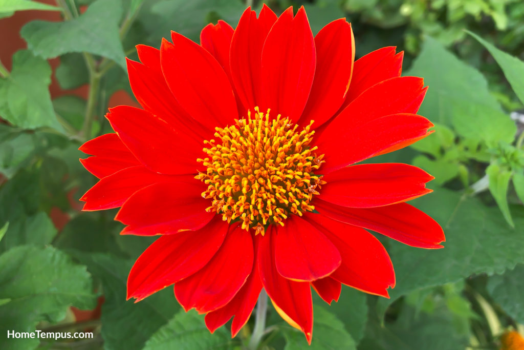 Mexican Sunflower flowers that start with M