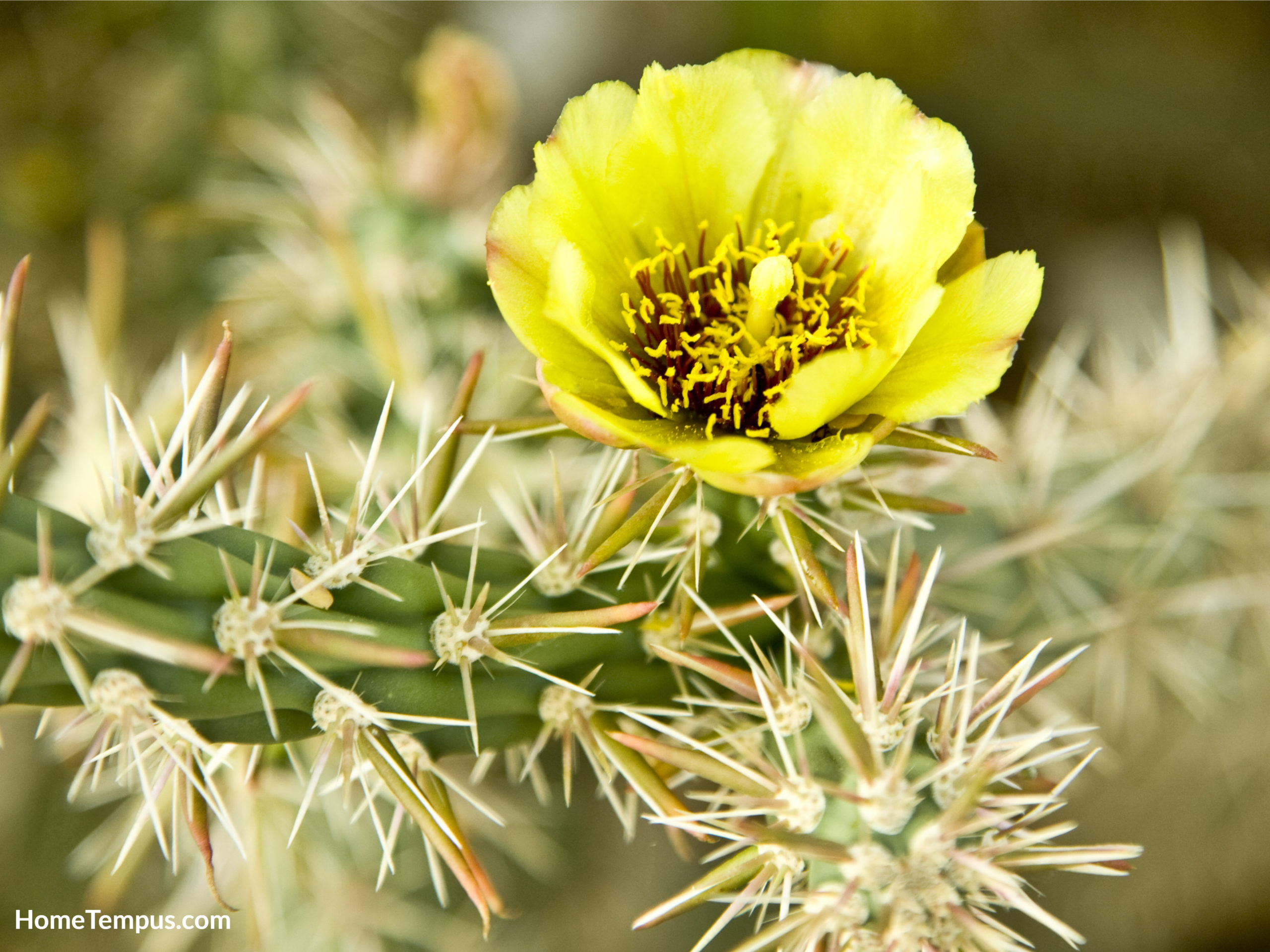 Pencil Cholla - Flowers that start with P