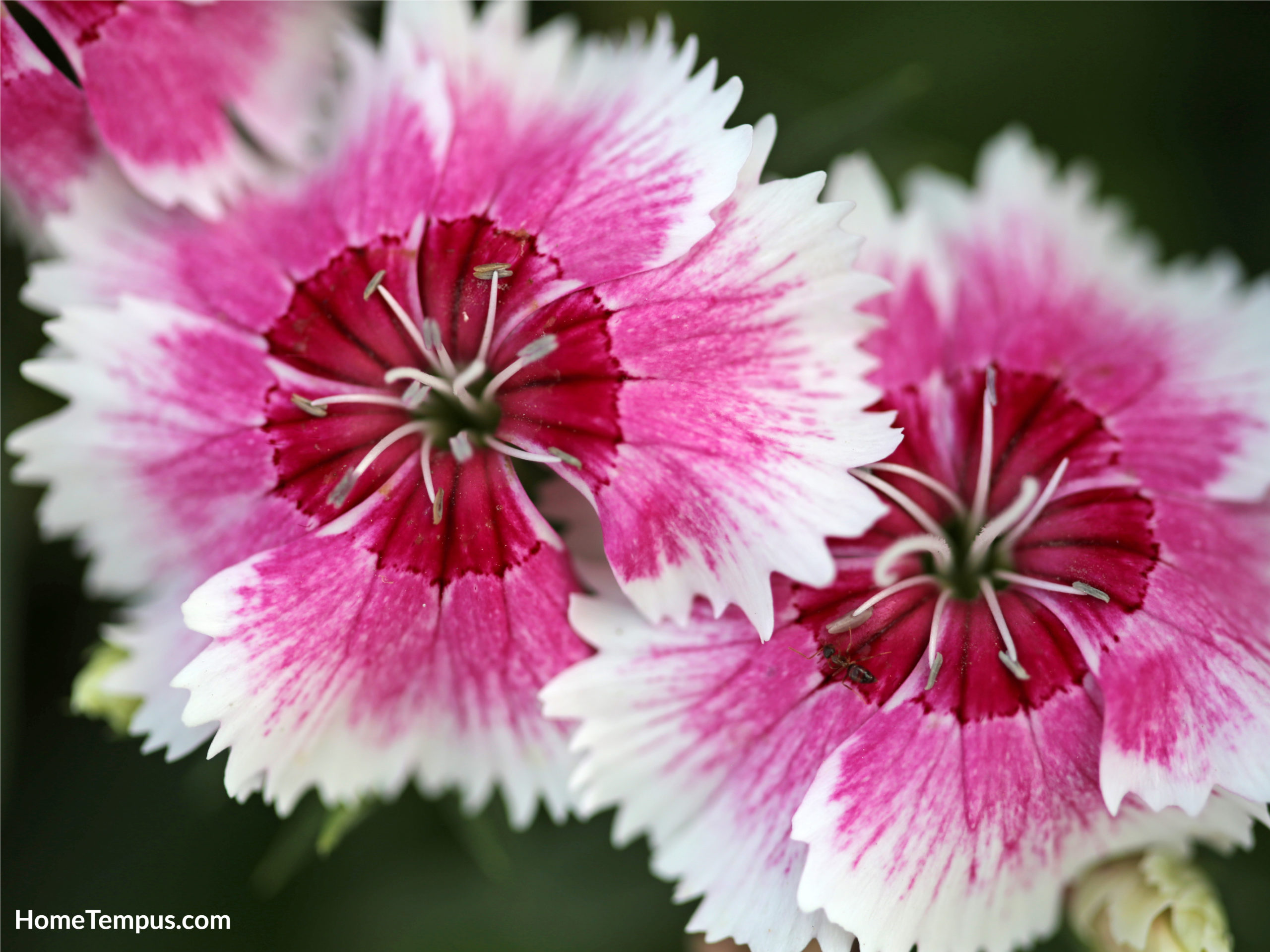 Pink dianthus - flowers that start with P