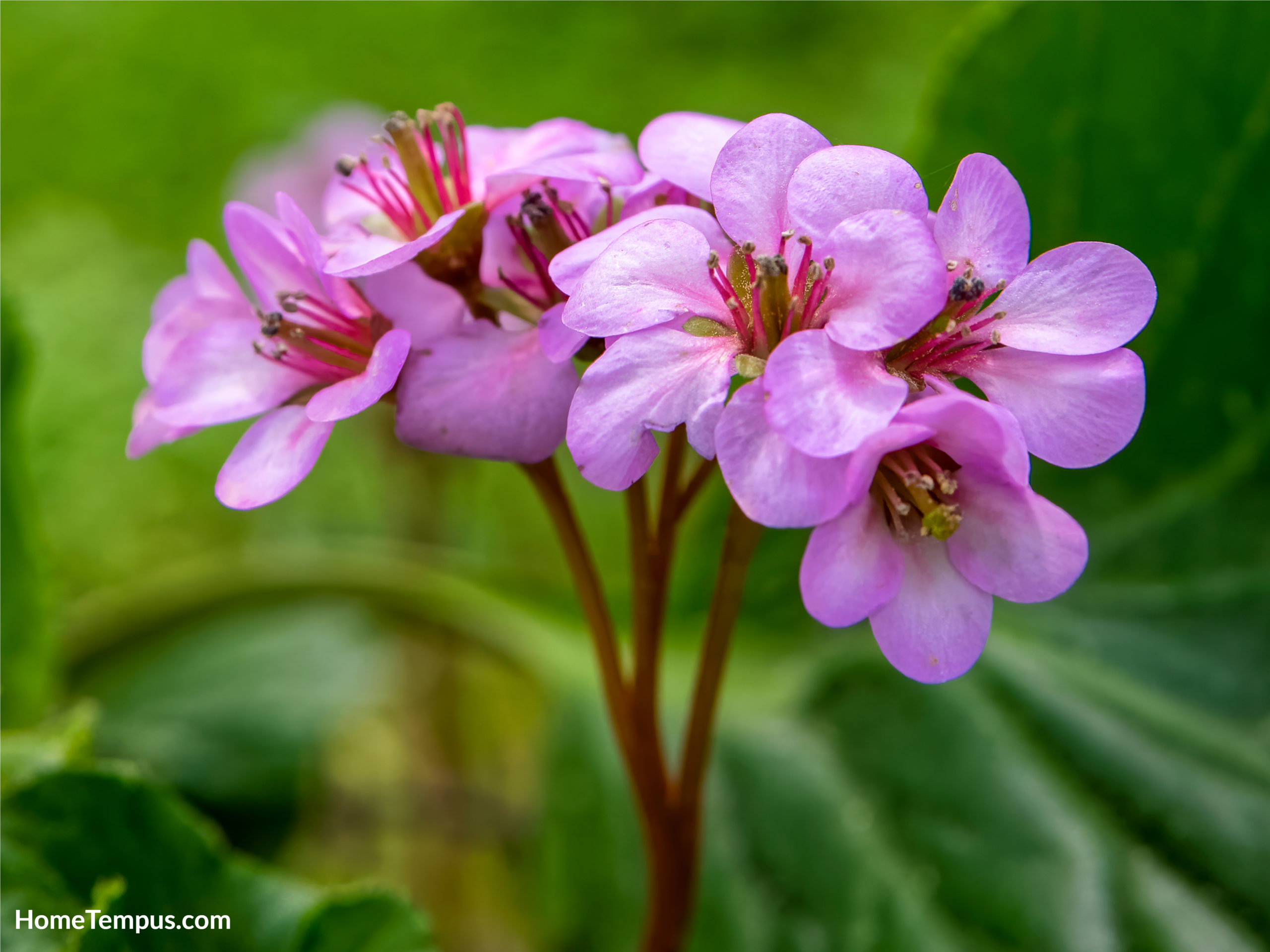 Pigsqueak or heart-leaved bergenia - flowers that start with P.