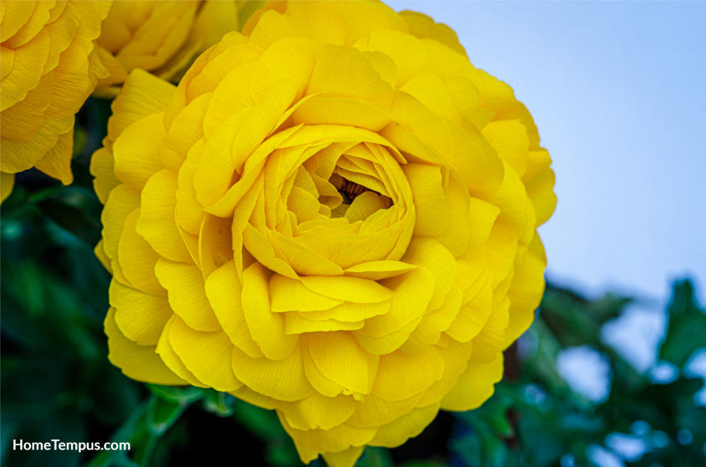 Ranunculus asiaticus or Persian buttercup gold color flower