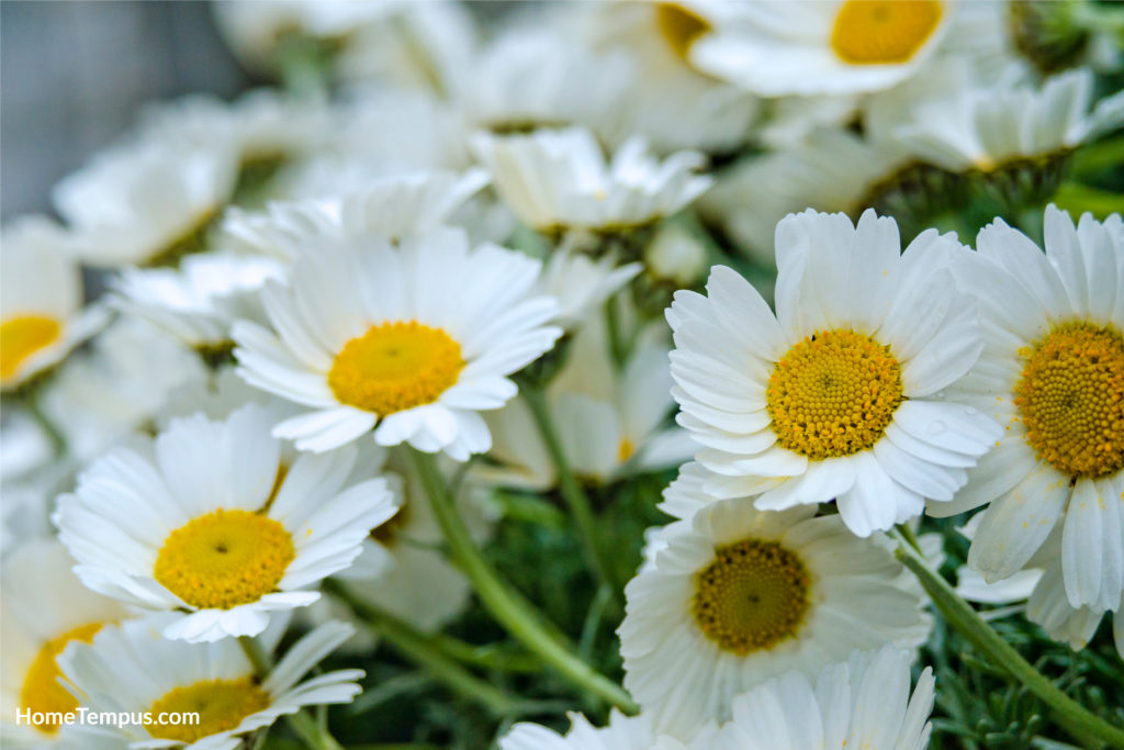 White Nippon Daises flowers.