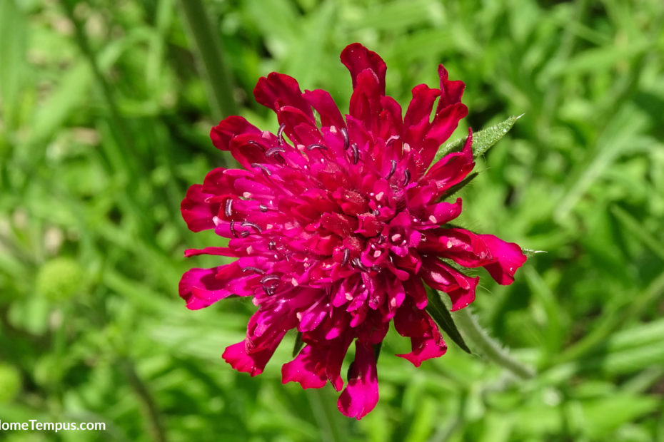 A brightred Scabious, Knautia macedonica,