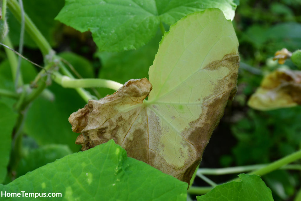 A sick yellow cucumber leaf with a brown edge.