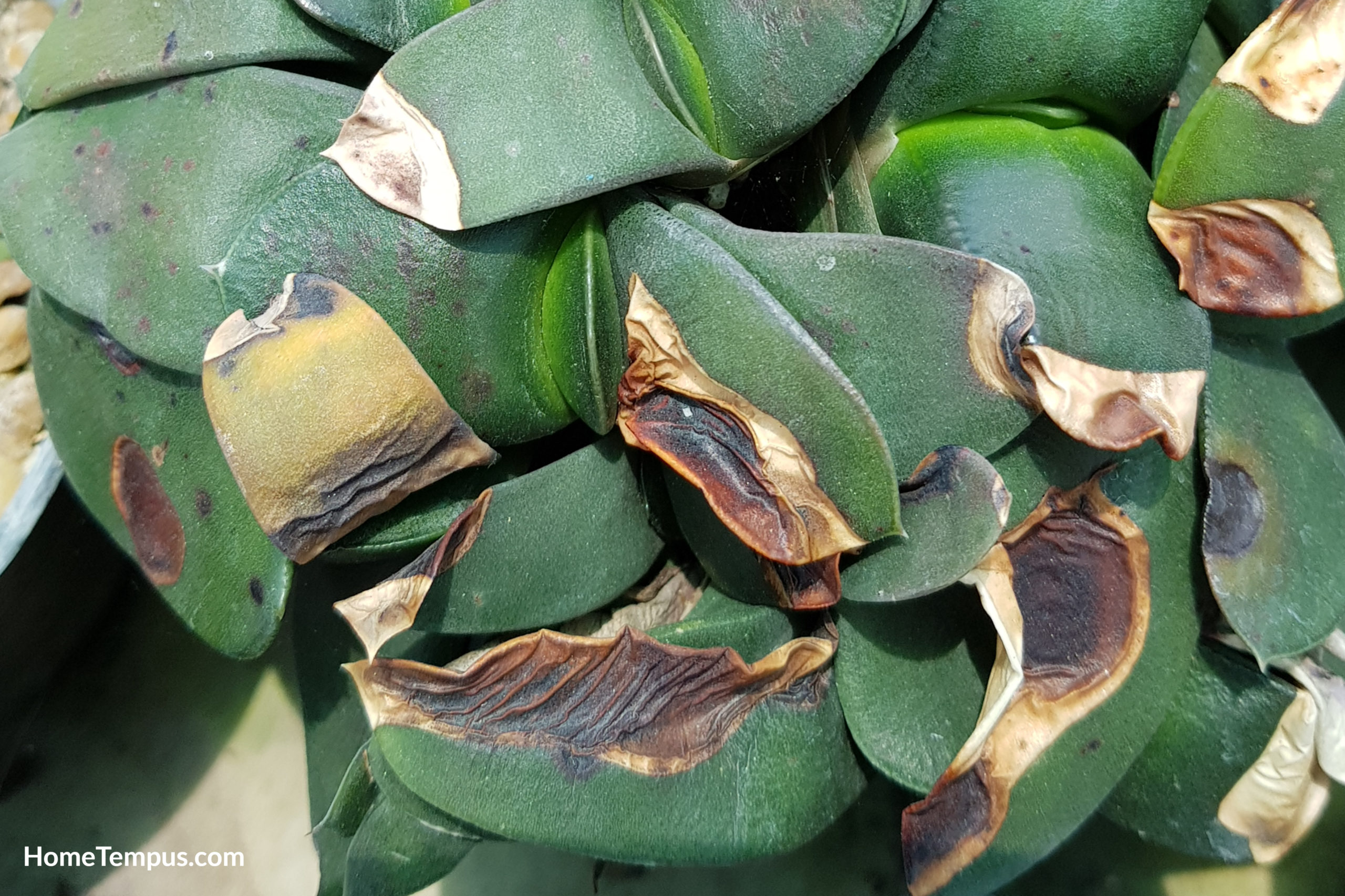 Anthracnose is an important pest for succulent plants