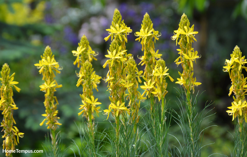 Asphodeline lutea or kings spear blooms in the botanical garden