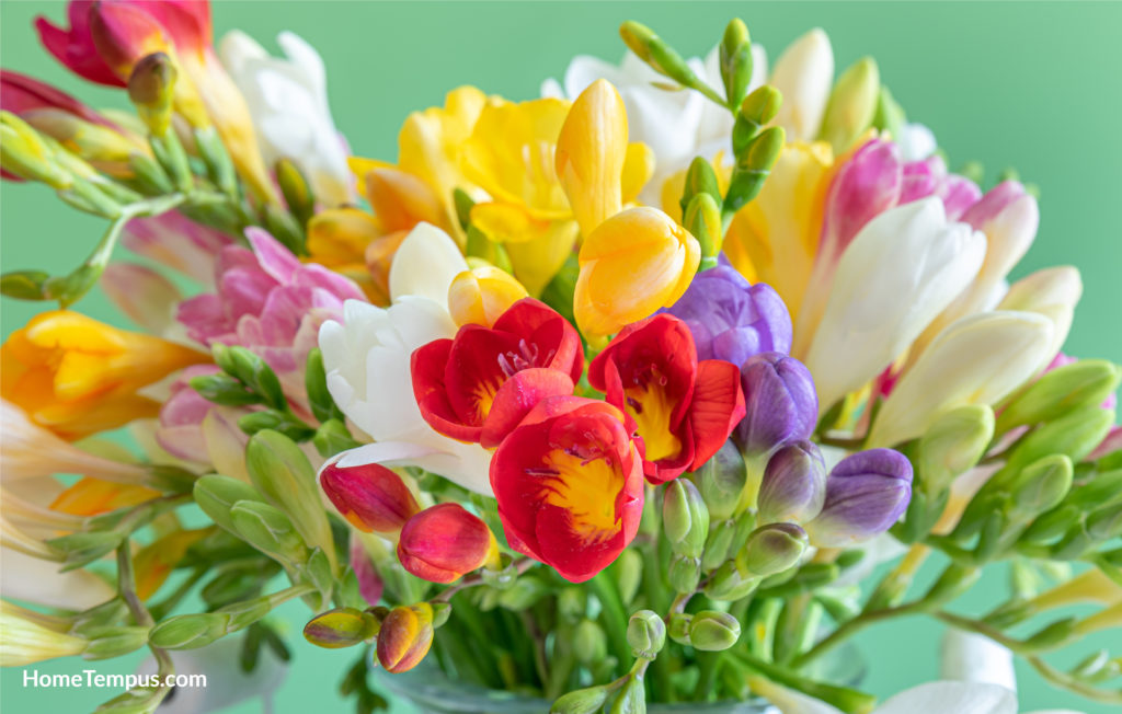Bouquet of Freesia Flowers in a glass pot