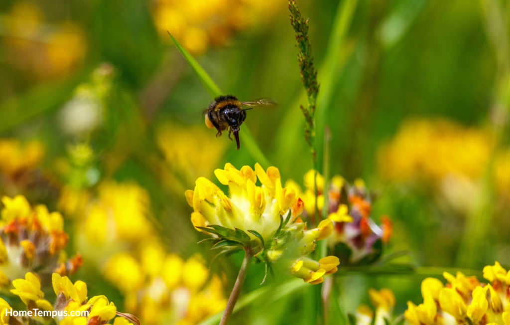 Bumblebee flying above a kidney vetch flower