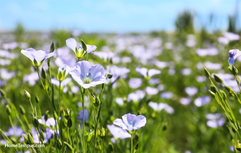 Closeup view of beautiful blooming flax field.