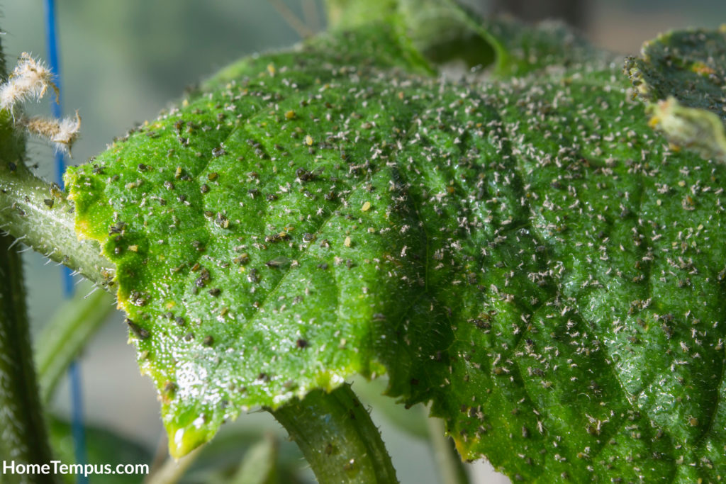 Cucumber leaf affected by aphids.