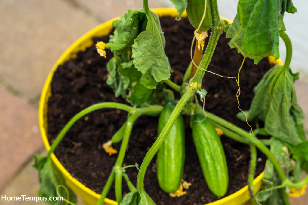 Cucumber plant in a pot with the plant disease cucumber wilt