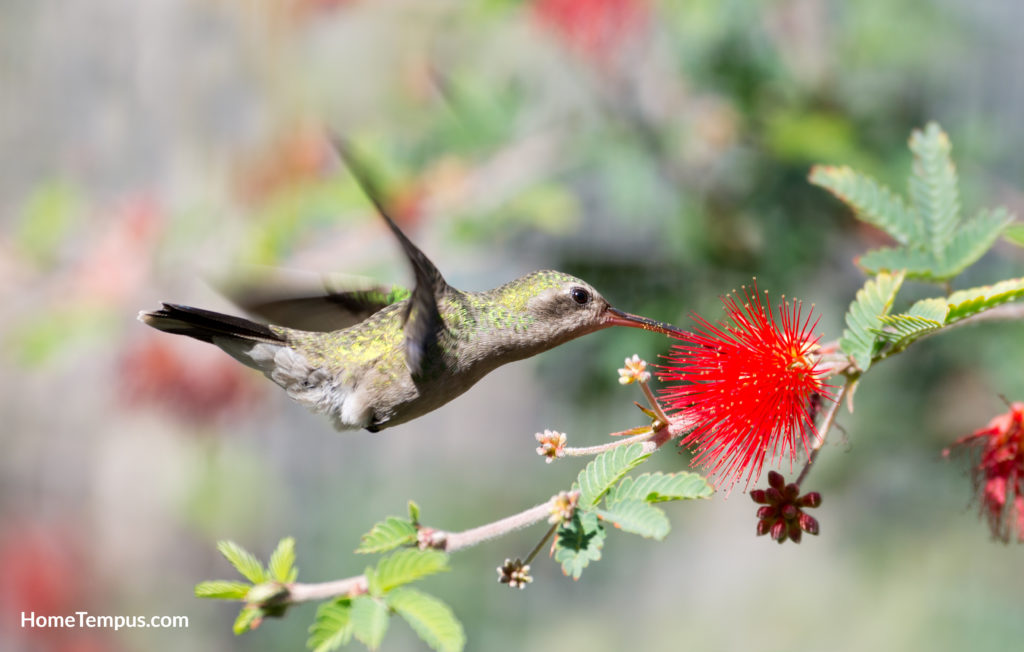 Female Broad-billed Hummingbird feeding on Fairy Duster Flower