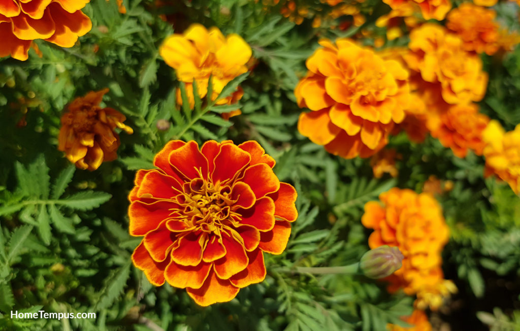 Flowers that start with F - French Marigold
