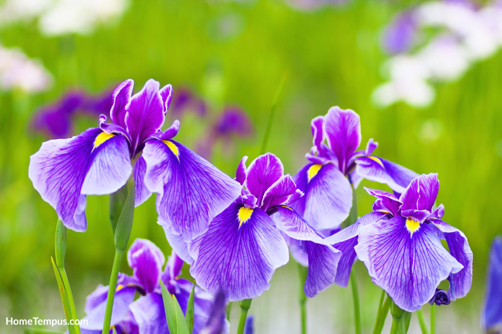 Flowers that start with J - Japenese Iris