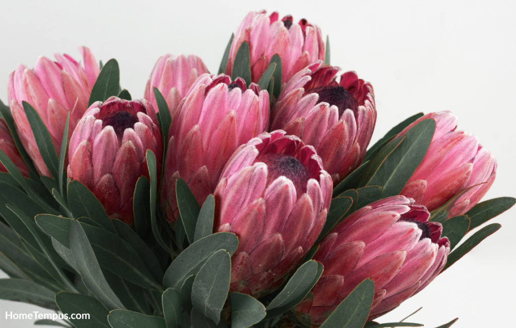 Flowers that start with K - King Protea