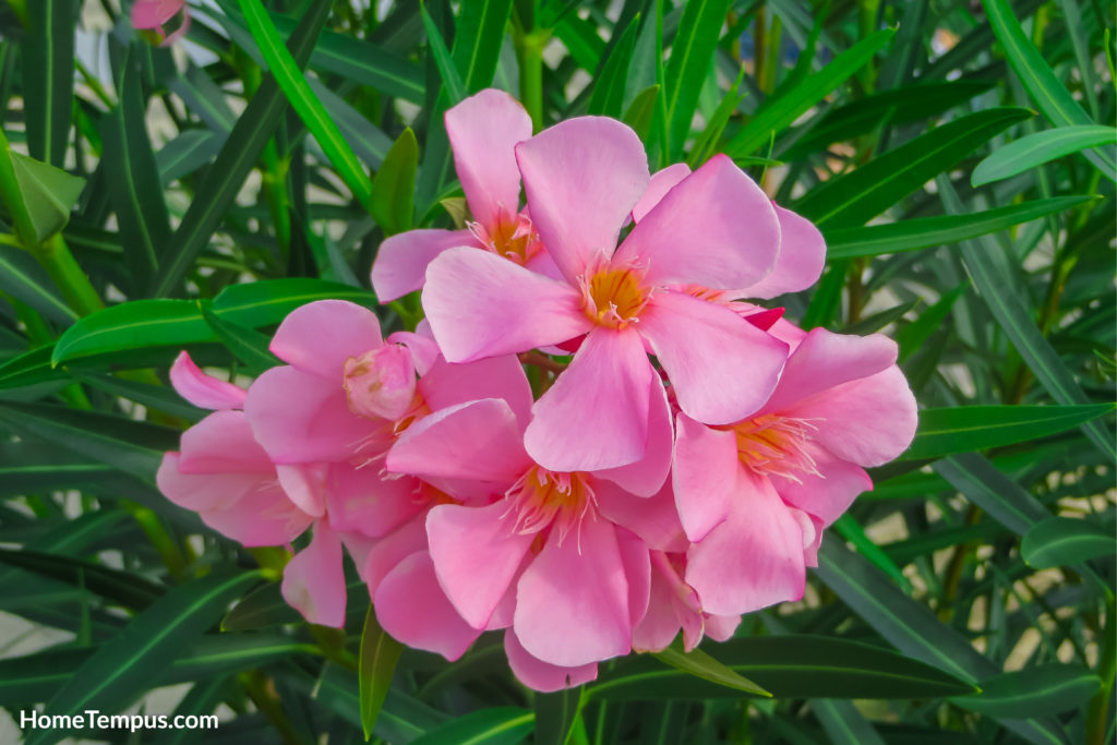 Flowers that start with O - Oleander flowers