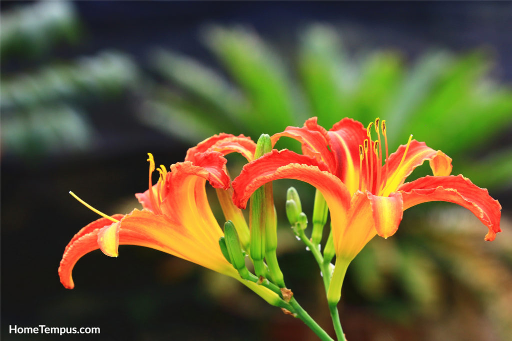Flowers that start with O - Orange Daylily