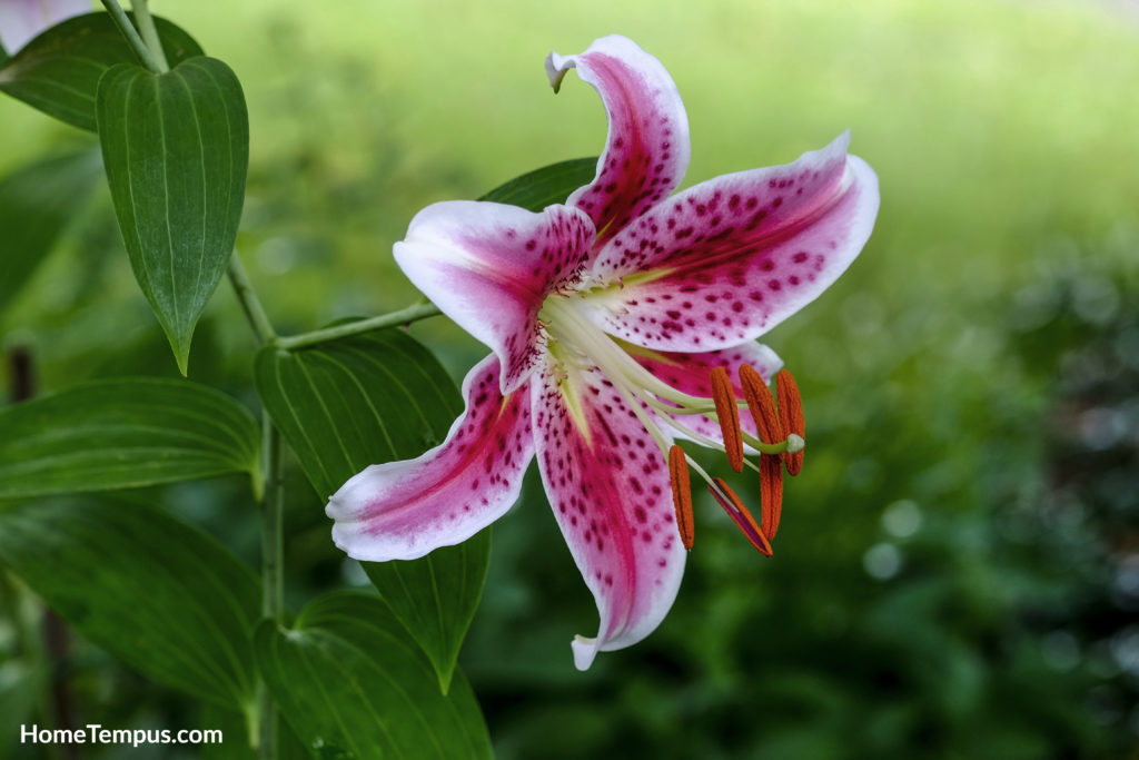 Flowers that start with O - Oriental Lily