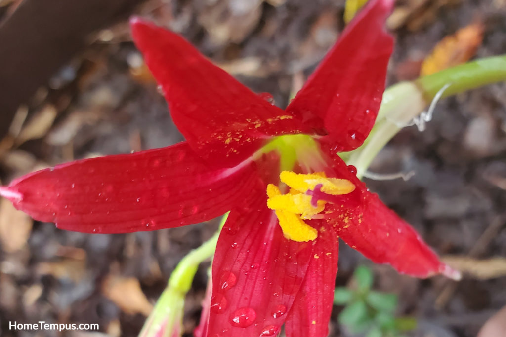 Flowers that start with O - Oxblood Lily