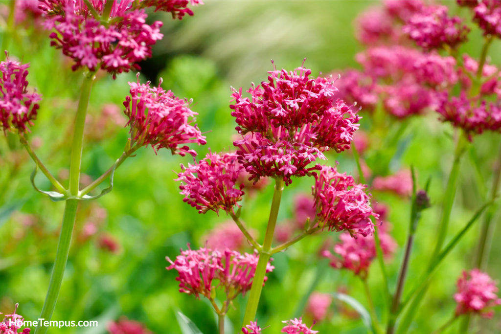 Flowers that start with R - Red Valerian