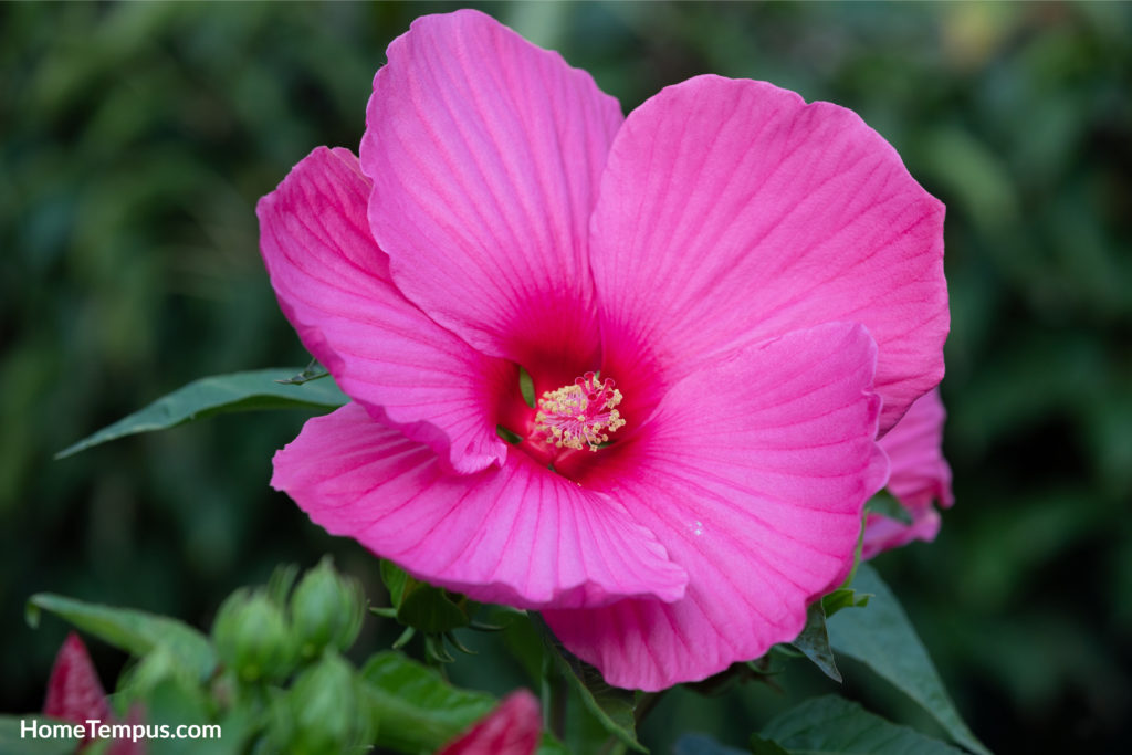 Flowers that start with R - Rose Mallow