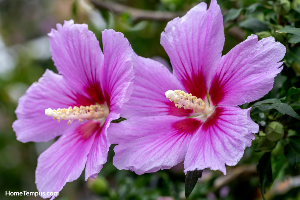 Flowers that start with R - Rose of Sharon