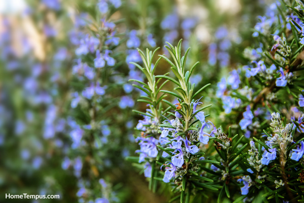 Flowers that start with R - Rosemary