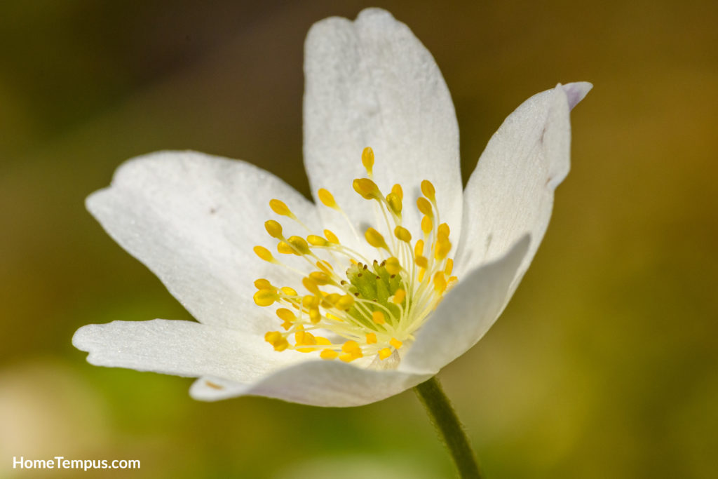 Flowers that start with T - Thimbleweed