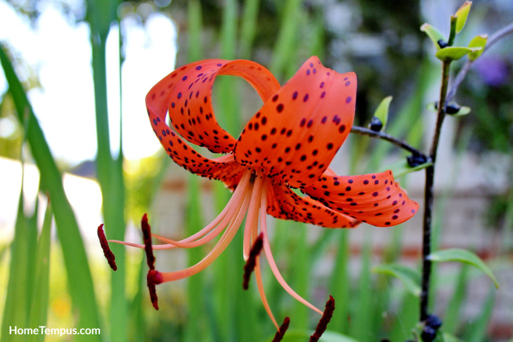 Flowers that start with T - Tiger Lily