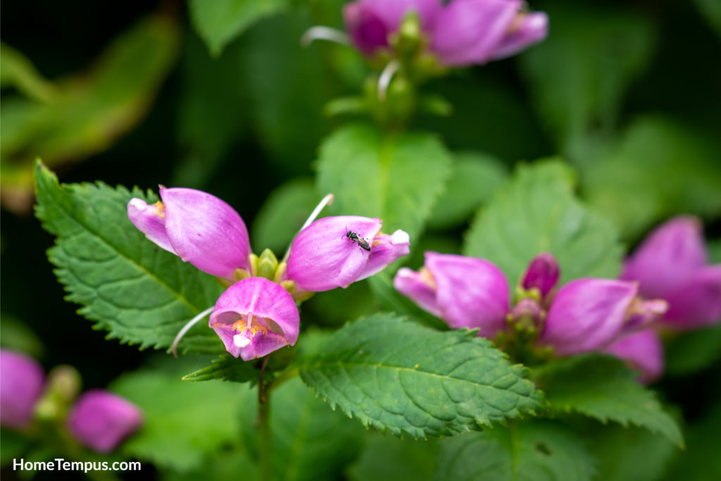 Flowers that start with T - Turtlehead