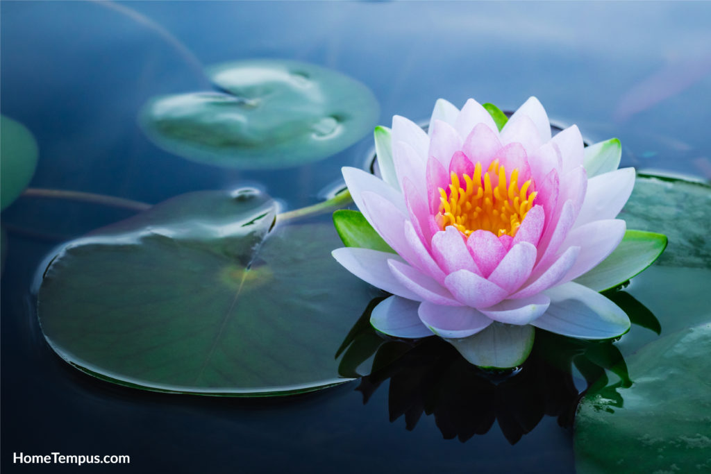 Flowers that start with W - Water Lily