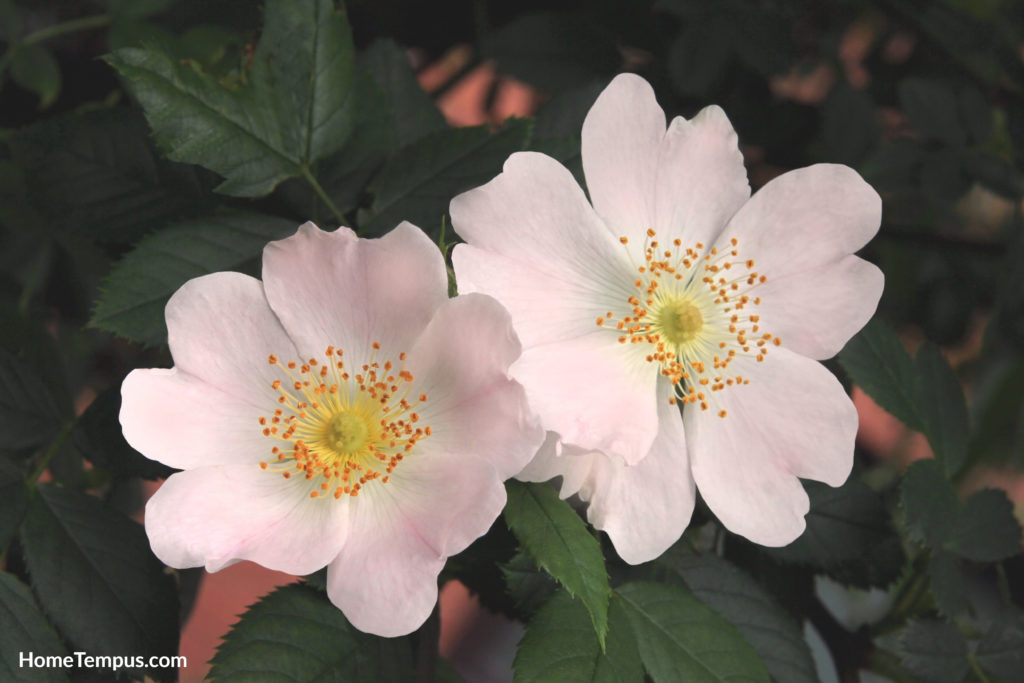 Flowers that start with W - Wild Rose