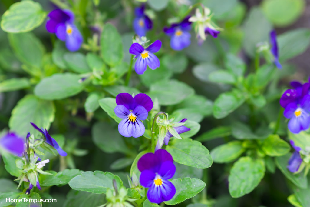 Flowers that start with W - Wild Violet