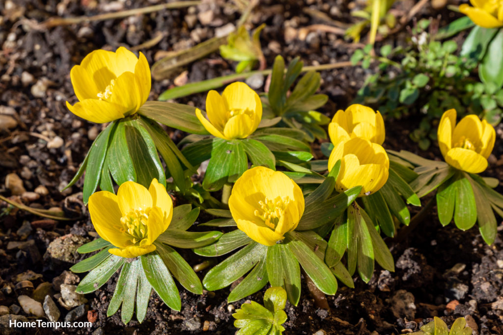 Flowers that start with W - Winter Aconite